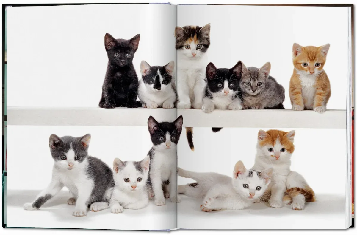 Walter Chandoha. Cats. Photographs 1942–2018 (ENG, FR, GER) - Image 4
