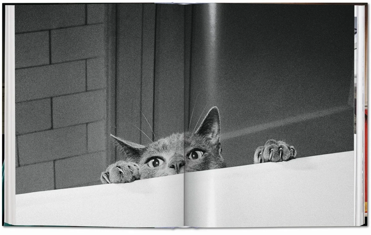 Walter Chandoha. Cats. Photographs 1942–2018 (ENG, FR, GER) - Image 6