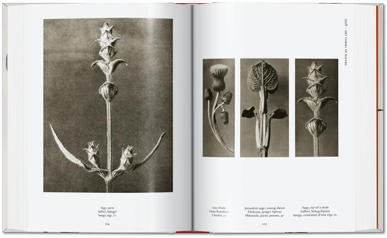 Karl Blossfeldt. The Complete Published Work. 40th Ed. - Image 7