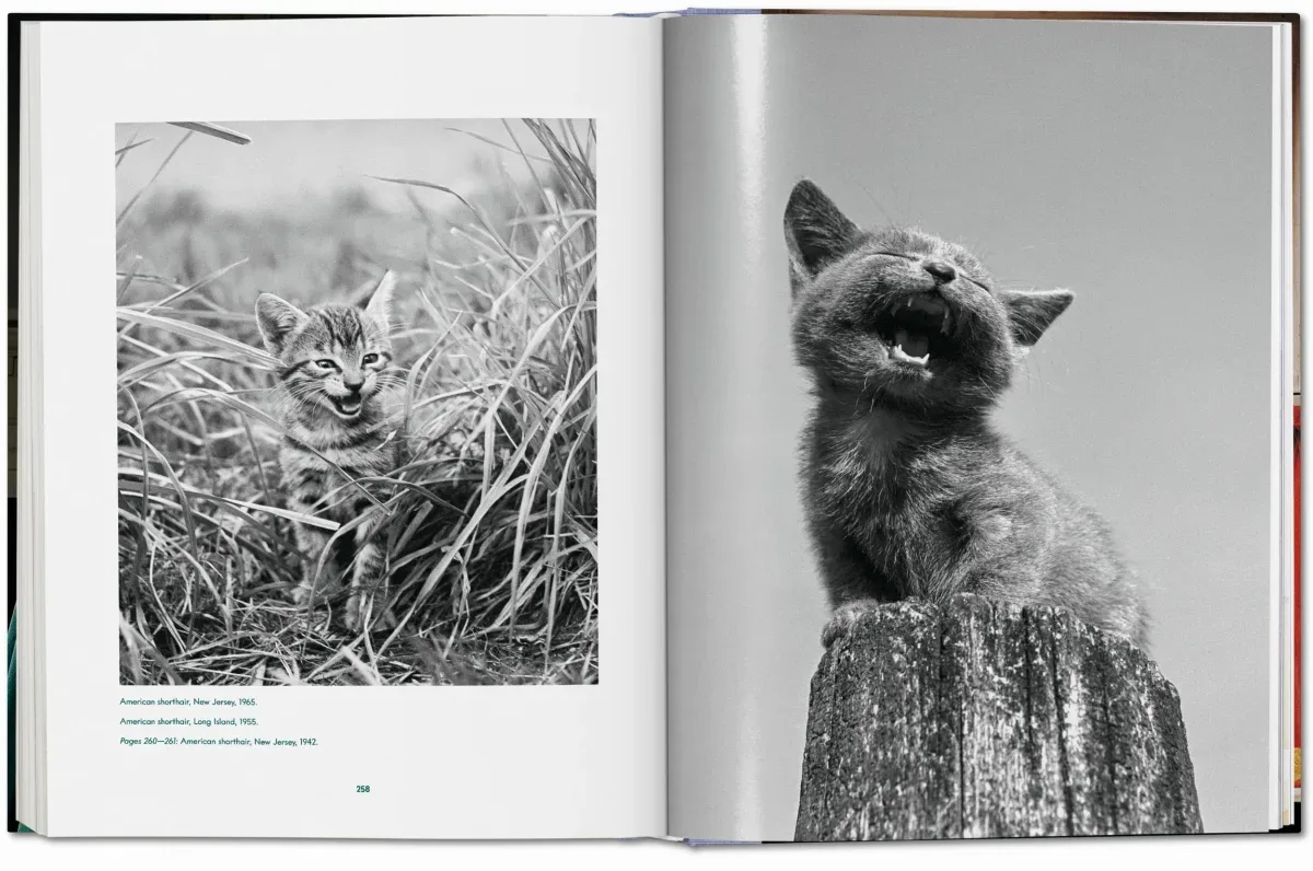 Walter Chandoha. Cats. Photographs 1942–2018 (ENG, FR, GER) - Image 10
