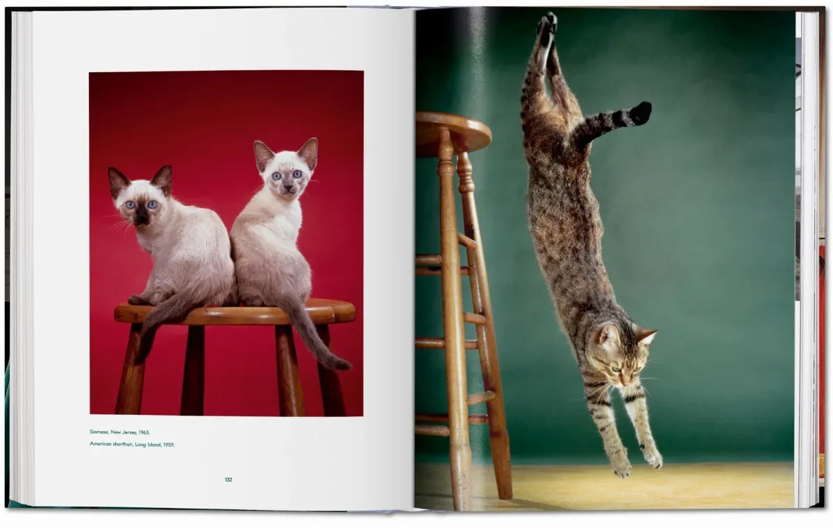 Walter Chandoha. Cats. Photographs 1942–2018 (ENG, FR, GER) - Image 11