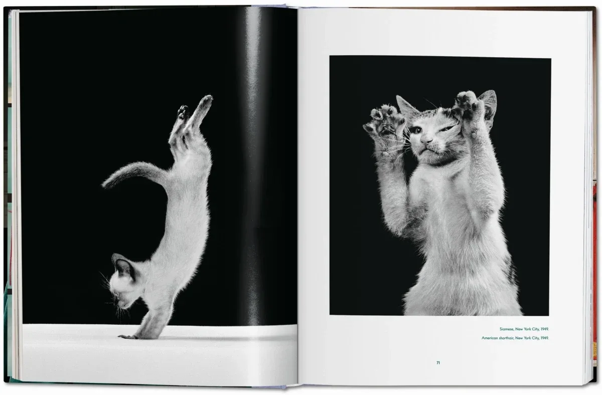 Walter Chandoha. Cats. Photographs 1942–2018 (ENG, FR, GER) - Image 14