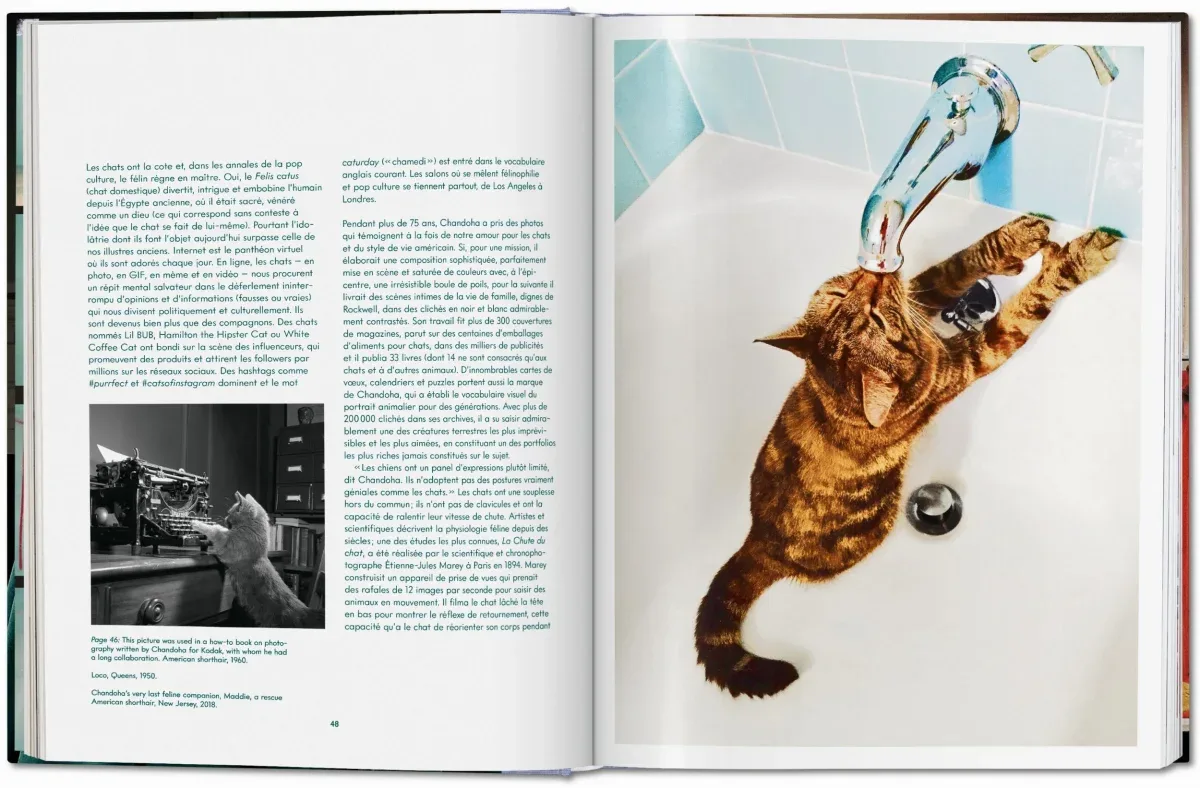 Walter Chandoha. Cats. Photographs 1942–2018 (ENG, FR, GER) - Image 15