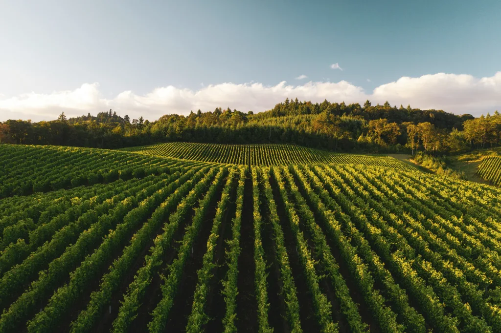 Livros sobre vinhos: da primeira prova às castas avançadas