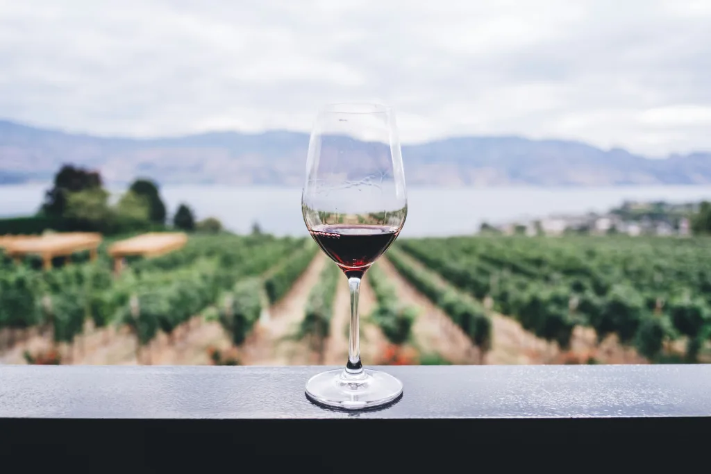 Livros sobre vinhos: da primeira prova às castas avançadas