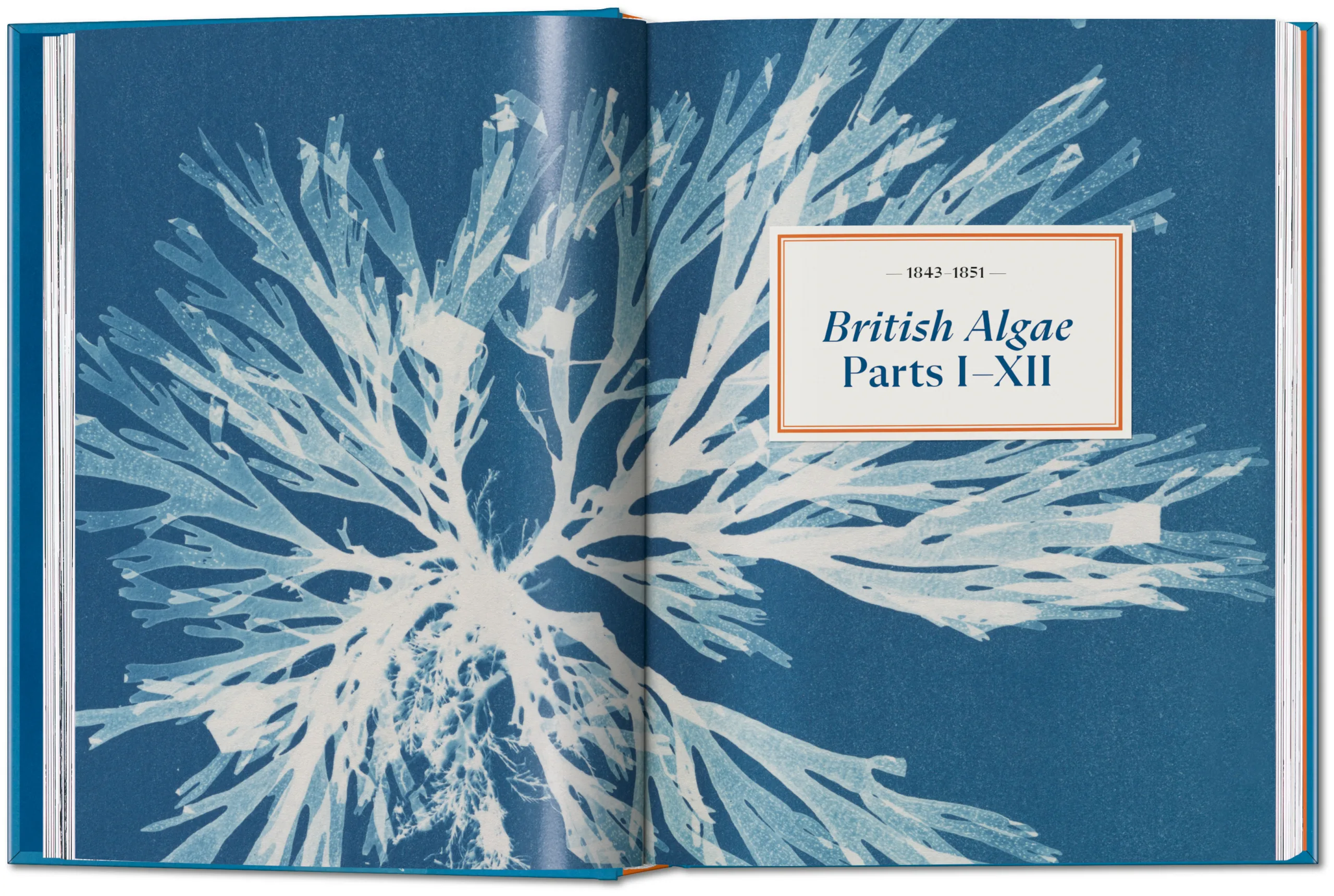 Anna Atkins. Cyanotypes. 45th Ed. (ENG, FR, GER) - Image 2