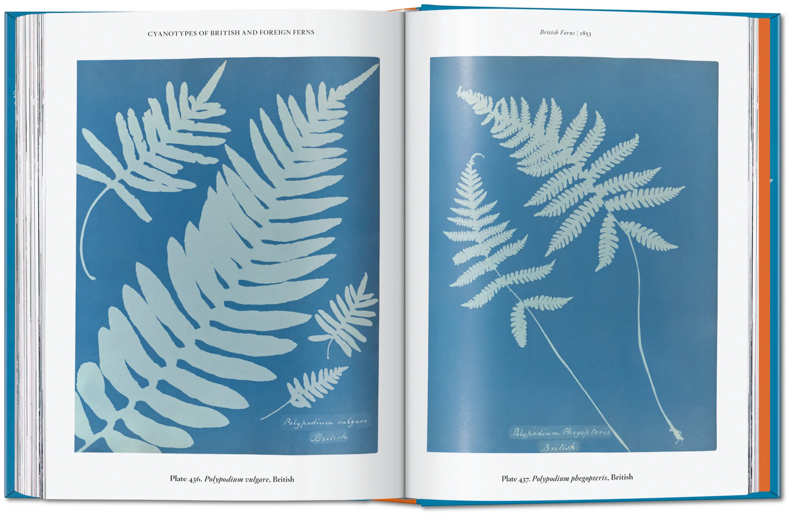 Anna Atkins. Cyanotypes. 45th Ed. (ENG, FR, GER) - Image 3