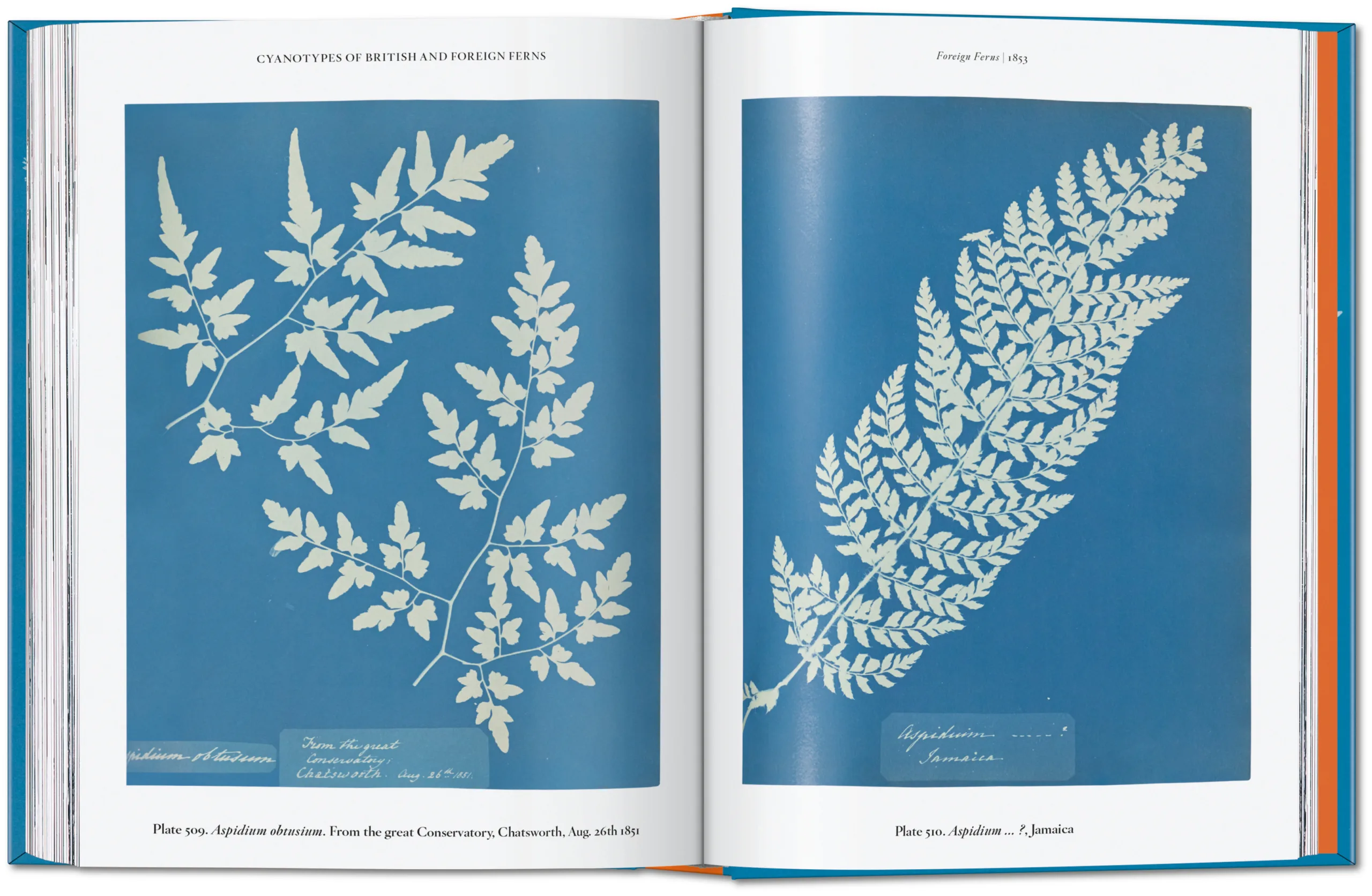 Anna Atkins. Cyanotypes. 45th Ed. (ENG, FR, GER) - Image 4