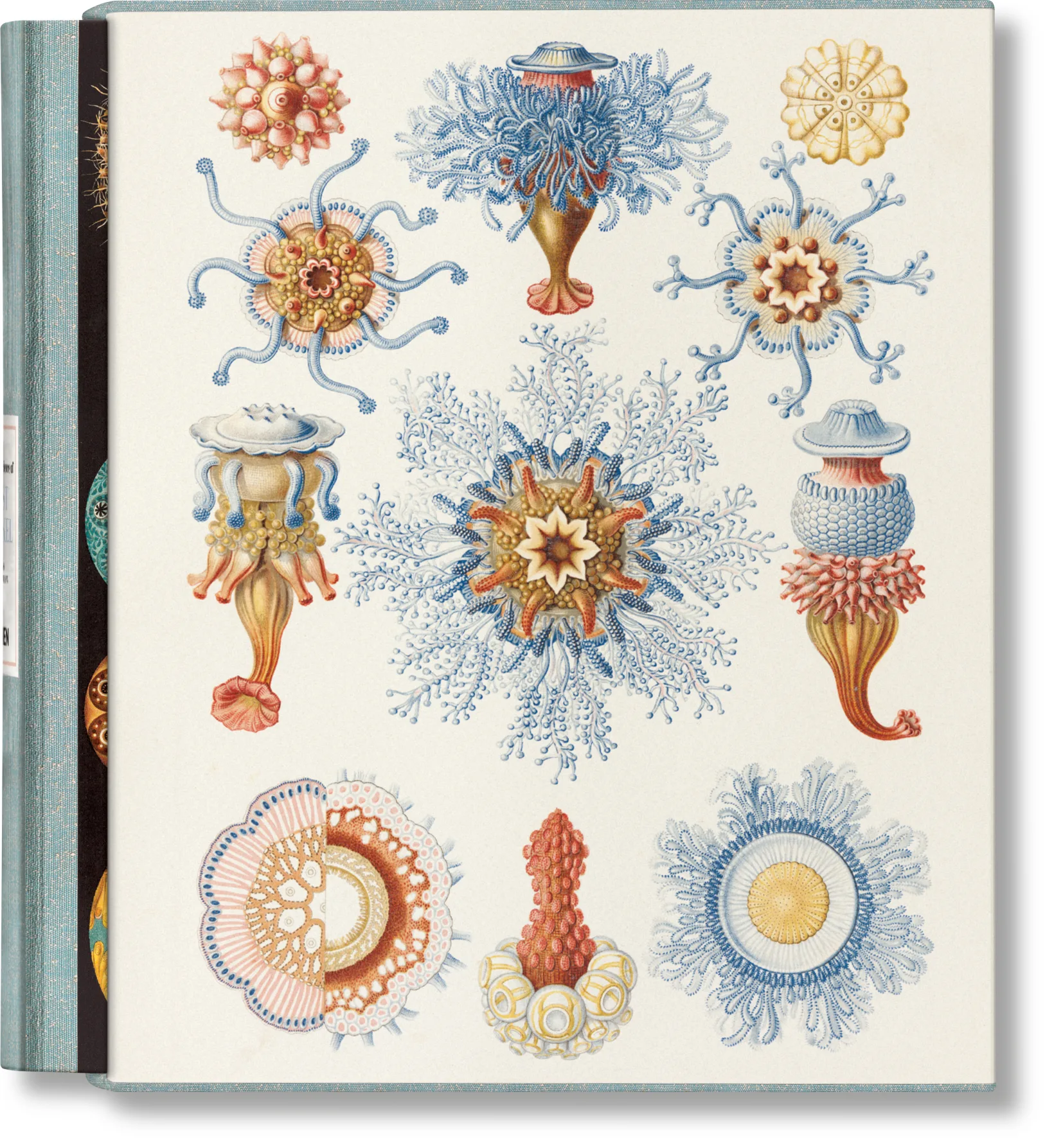 Imagem do produto  The Art and Science of Ernst Haeckel (ENG, FR, GER)